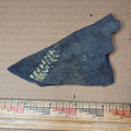 Pennsylvanian Fern Fossil #9-063