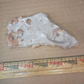 Douvilleiceras ammonites and gastropod fossils #6-011