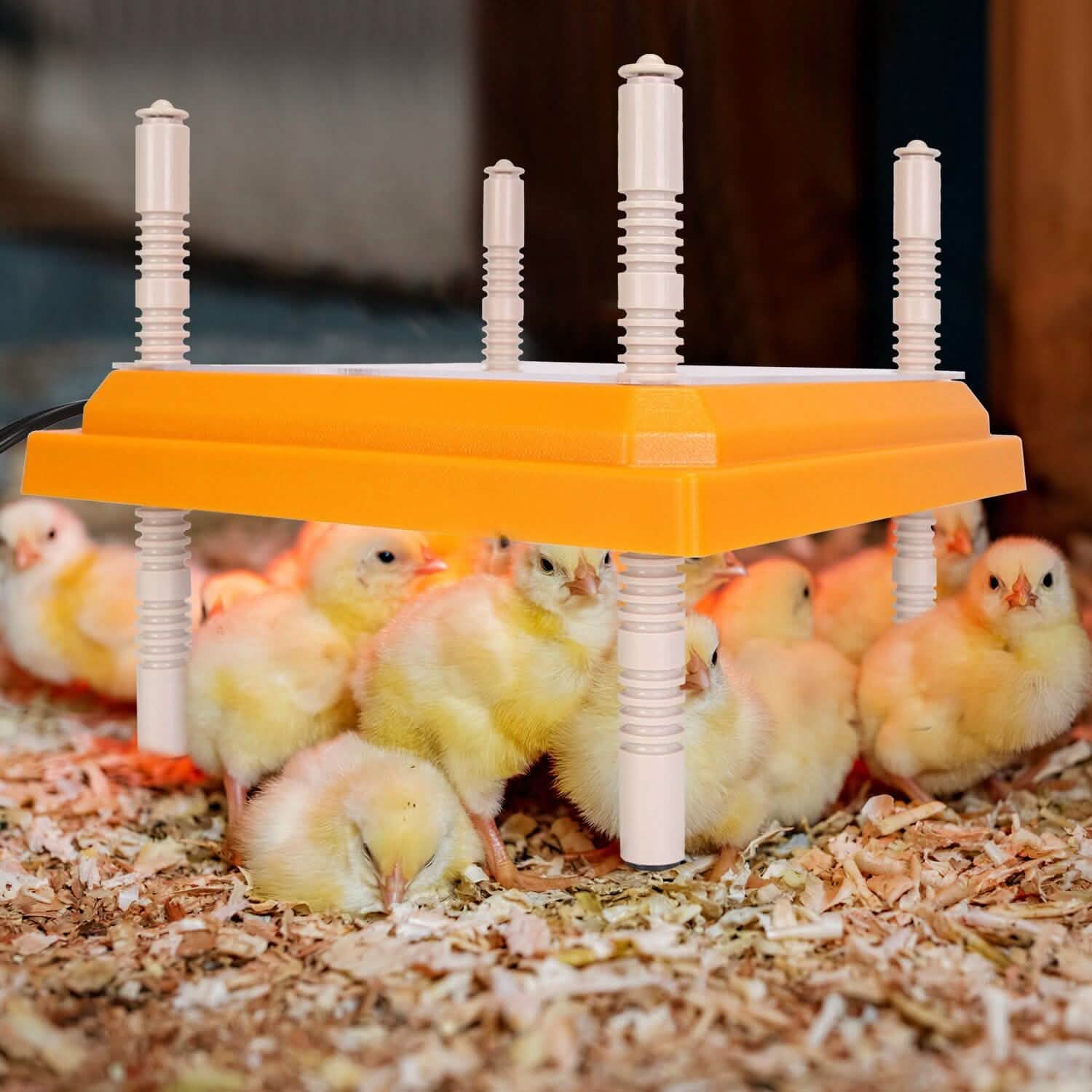 15W Chicken Brooder Heater with Adjustable  Height Angle Max 131℉