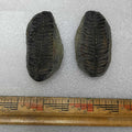 Mazon Creek Fern Fossil #9-032