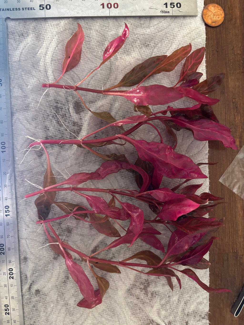 Alternanthera Rosanervig (6 stems)