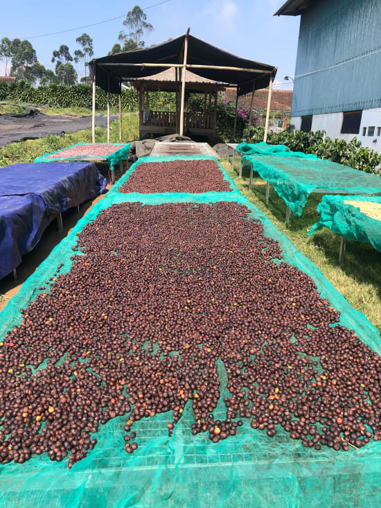 Java Sunda Badak
