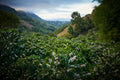 Colombia Huila Gran Galope