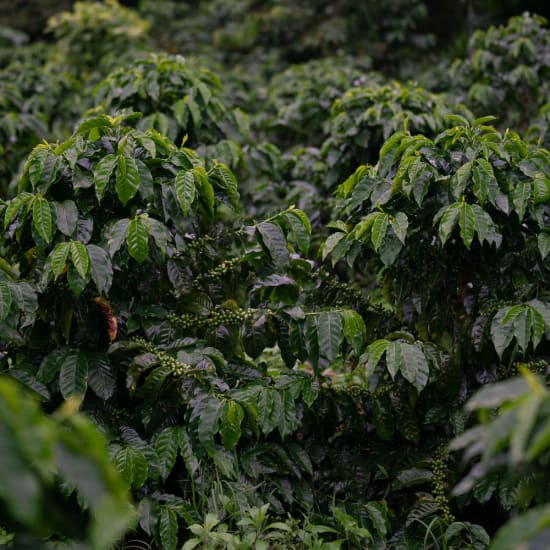 East Timor Emera