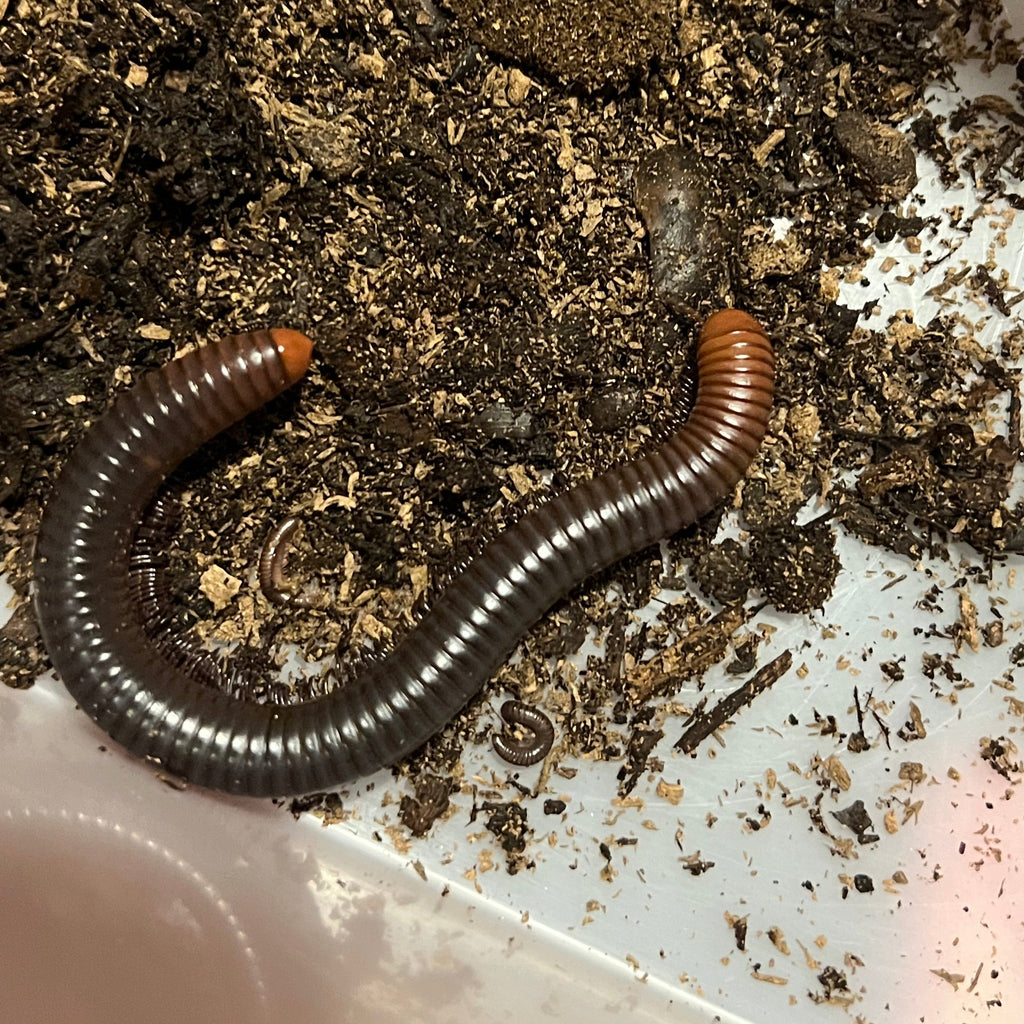 Spirostreptus servatius (Firehead Millipede)