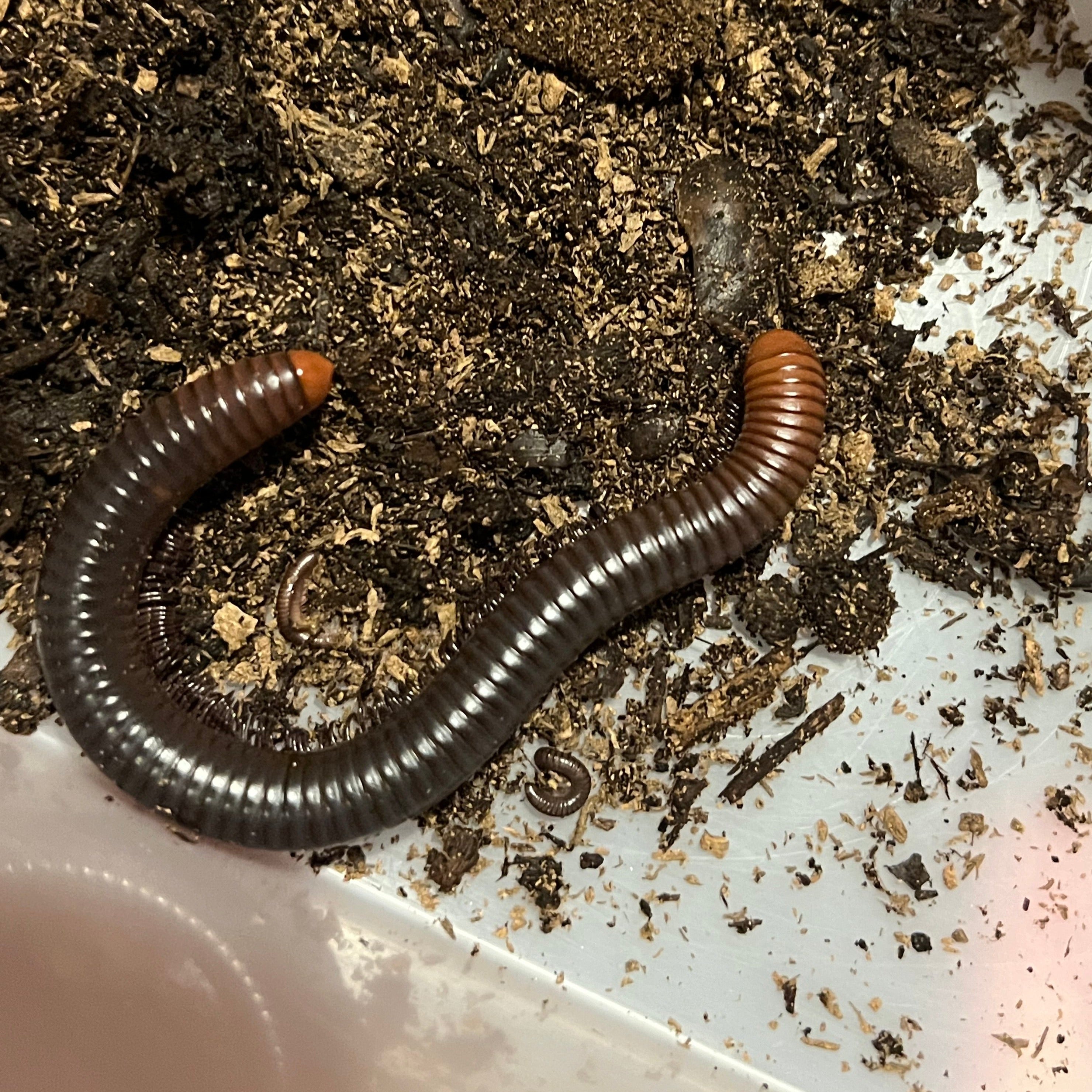 Spirostreptus servatius (Firehead Millipede)