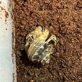 Coenobita compressus (Ecuadorian Hermit Crab)