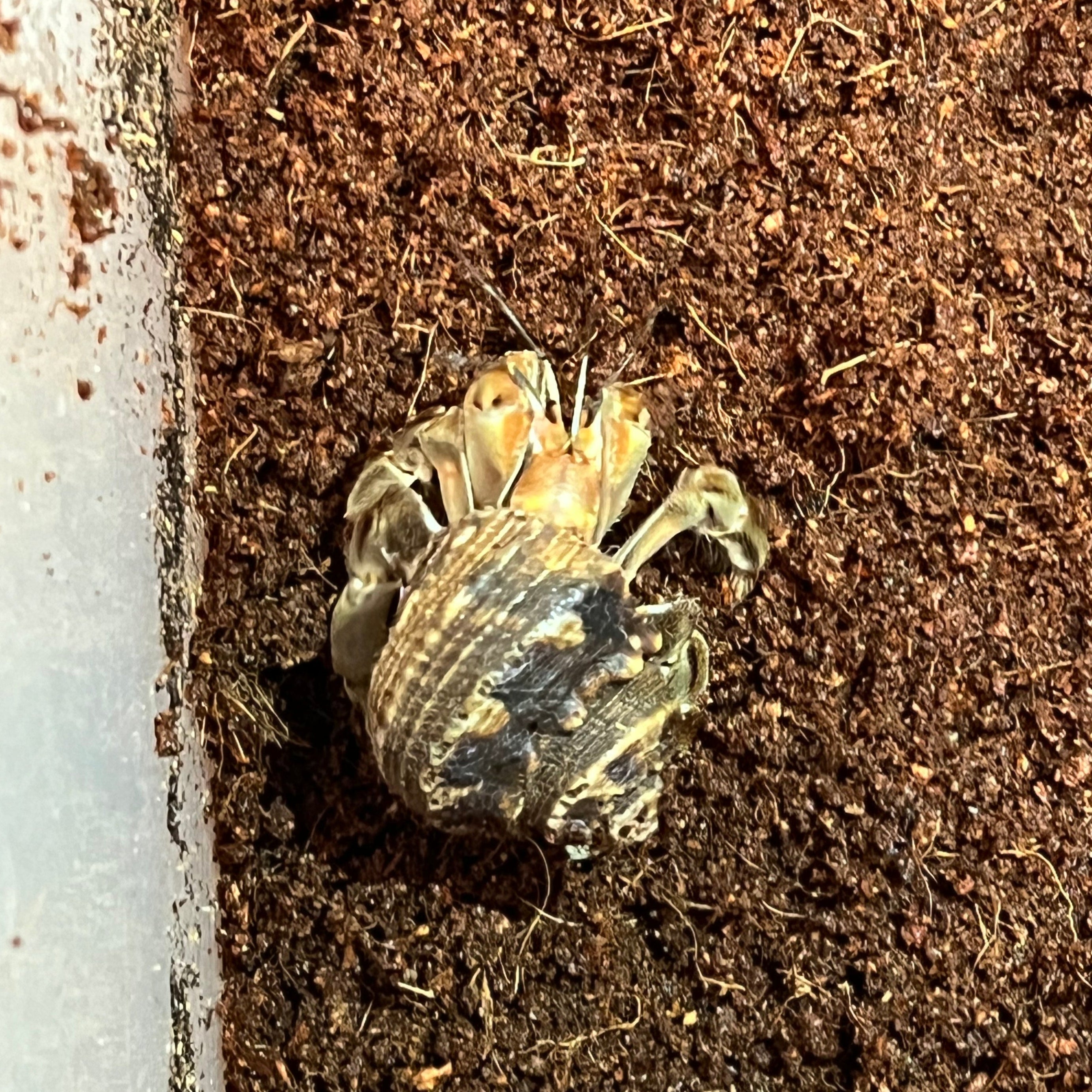 Coenobita compressus (Ecuadorian Hermit Crab)