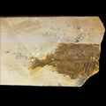 Phareodus sp. fossil (partial)