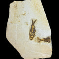 Knigtia eocaena fossil