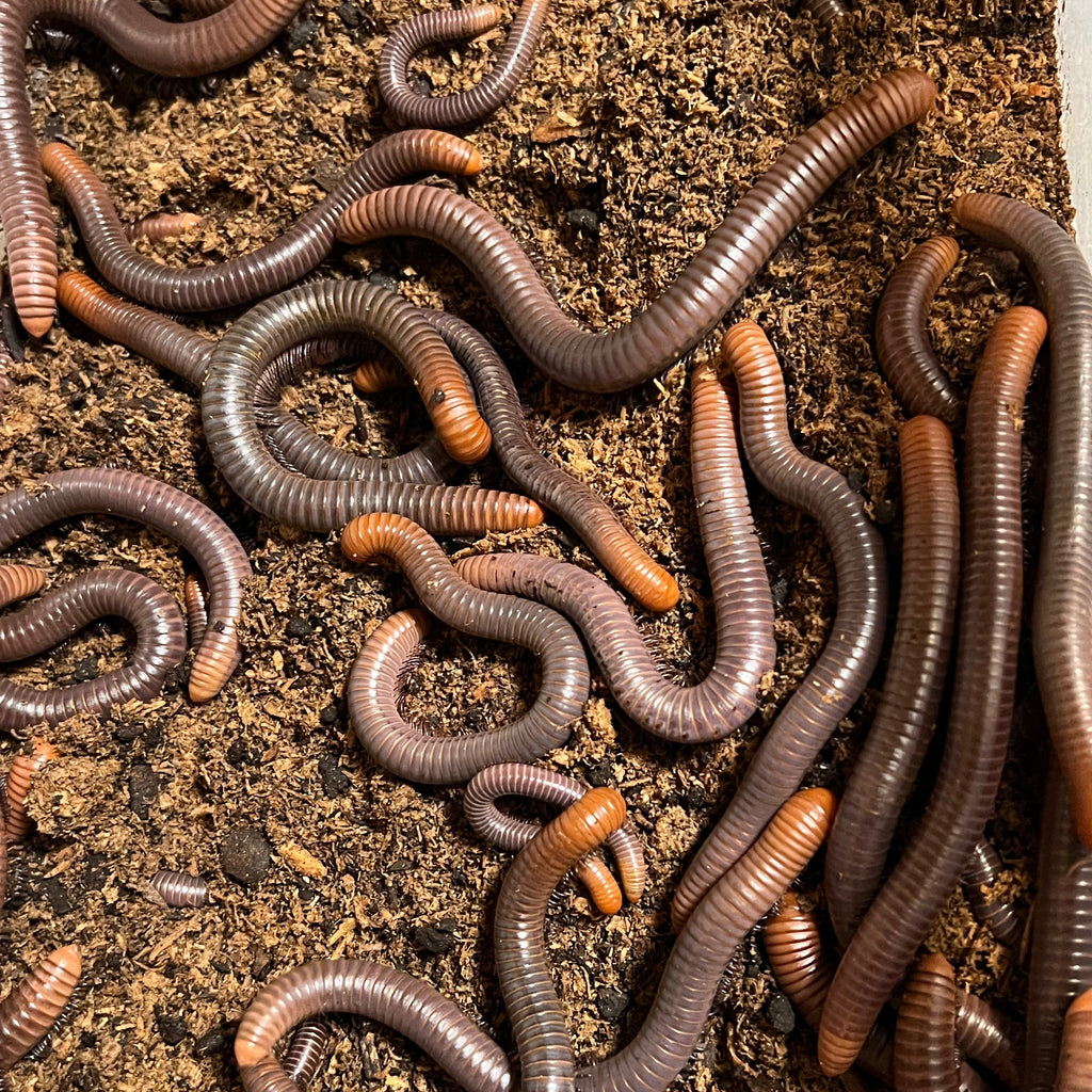 Spirostreptus servatius (Firehead Millipede)