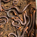 Spirostreptus servatius (Firehead Millipede)
