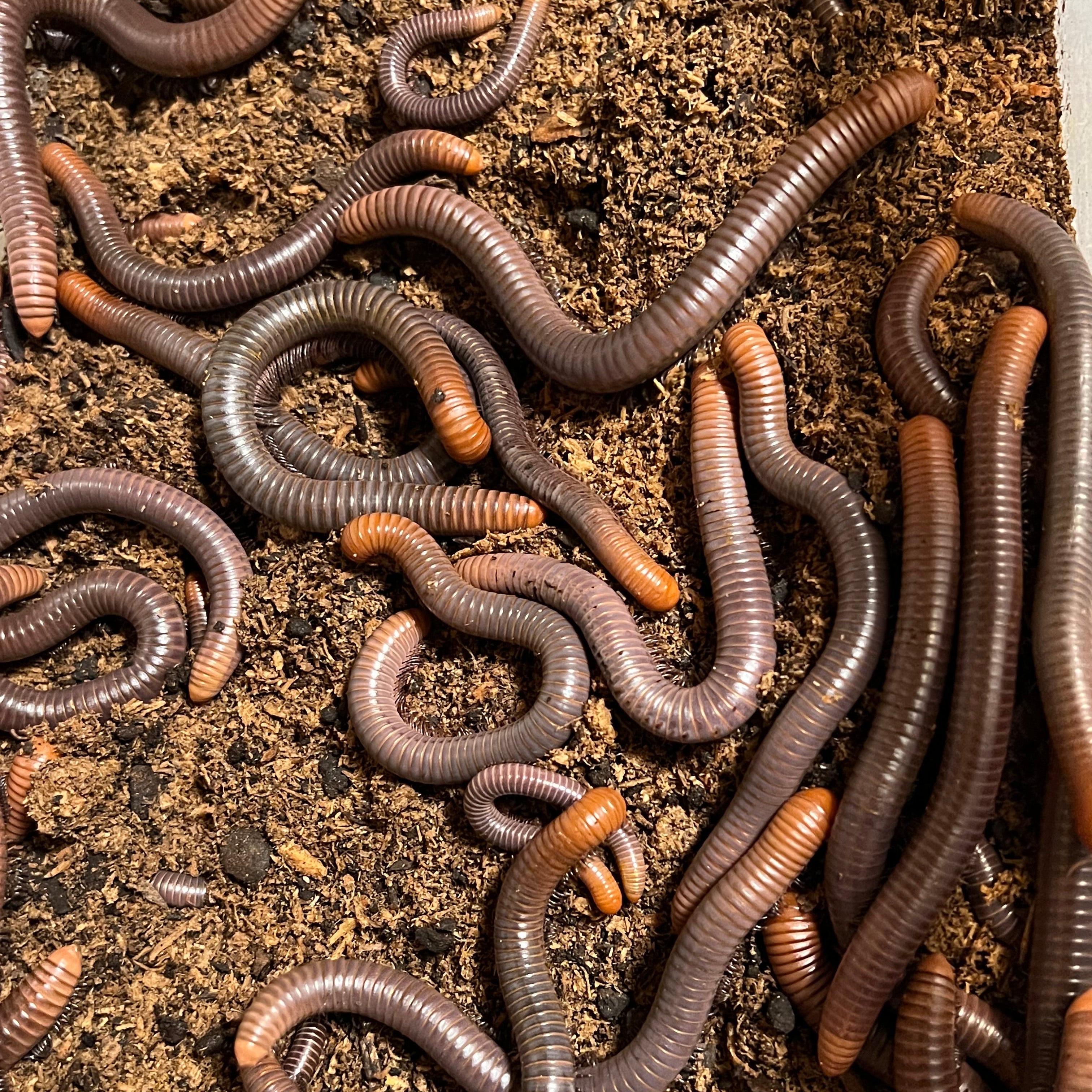 Spirostreptus servatius (Firehead Millipede)