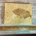 Phareodus sp. fossil