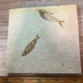 Knightia and Diplomystus fossil tile #4-001