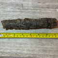 Camarasaurus rib 7" section #5-005