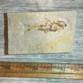 Knightia fossil #8-004
