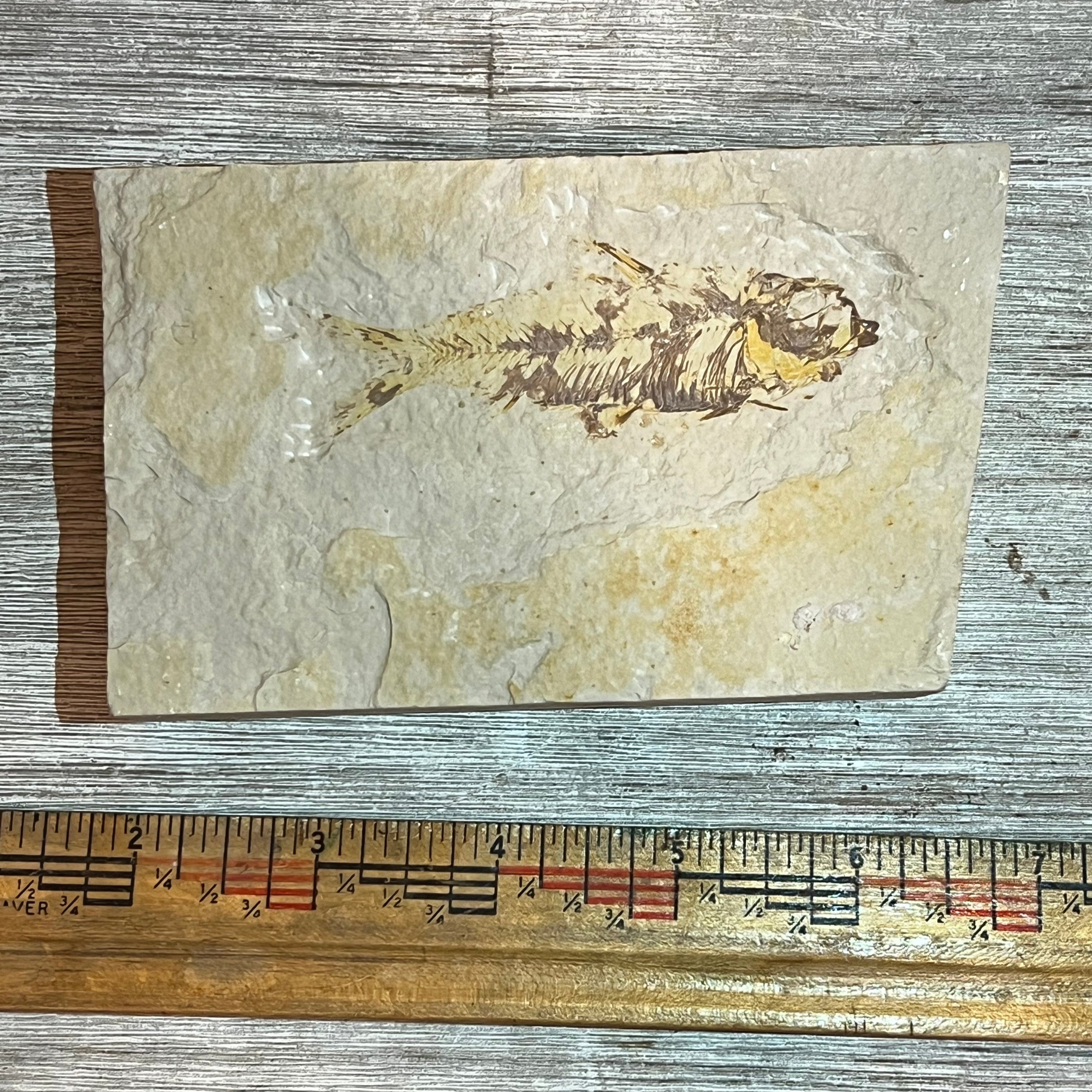 Knightia fossil #8-004