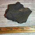 Pennsylvanian Fern fossil #9-010
