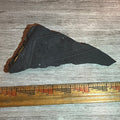 Pennsylvanian Fern fossil #9-014