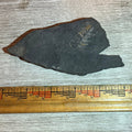 Pennsylvanian Fern fossil #9-021