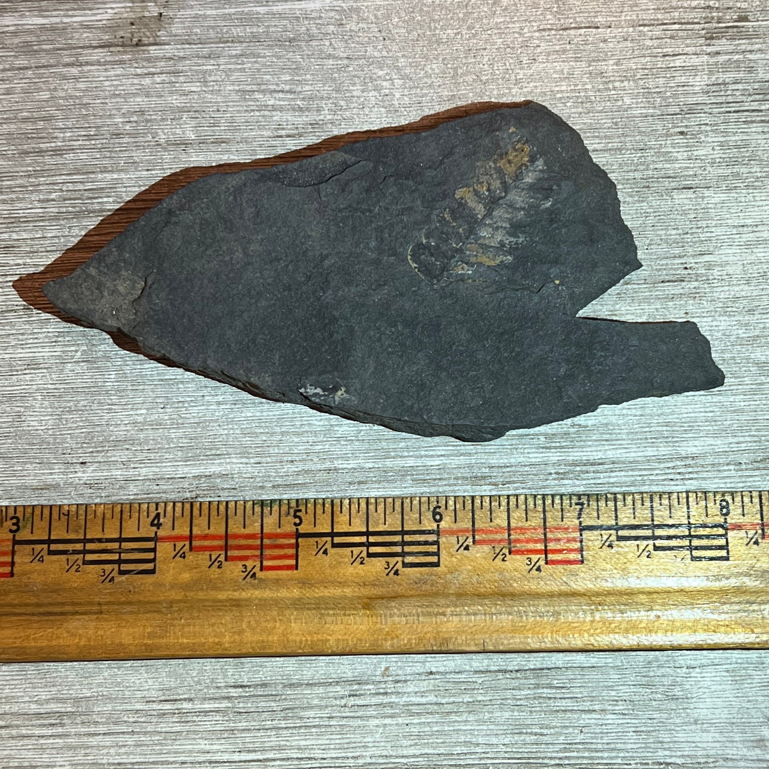 Pennsylvanian Fern fossil #9-021