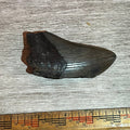 3"+ Megalodon Tooth #6-005