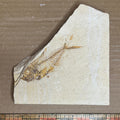 Diplomystus denatus fish fossil #010-009