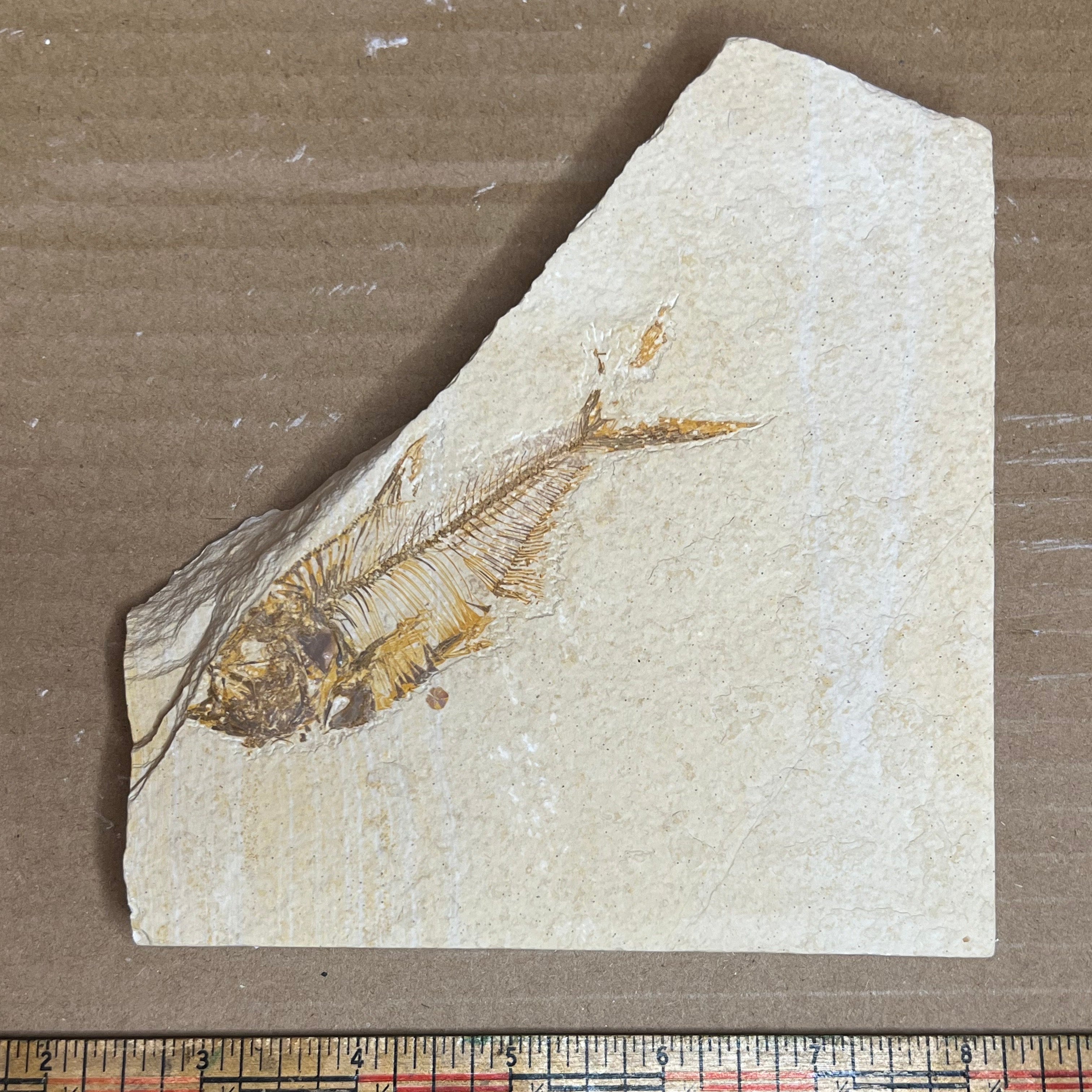 Diplomystus denatus fish fossil #010-009