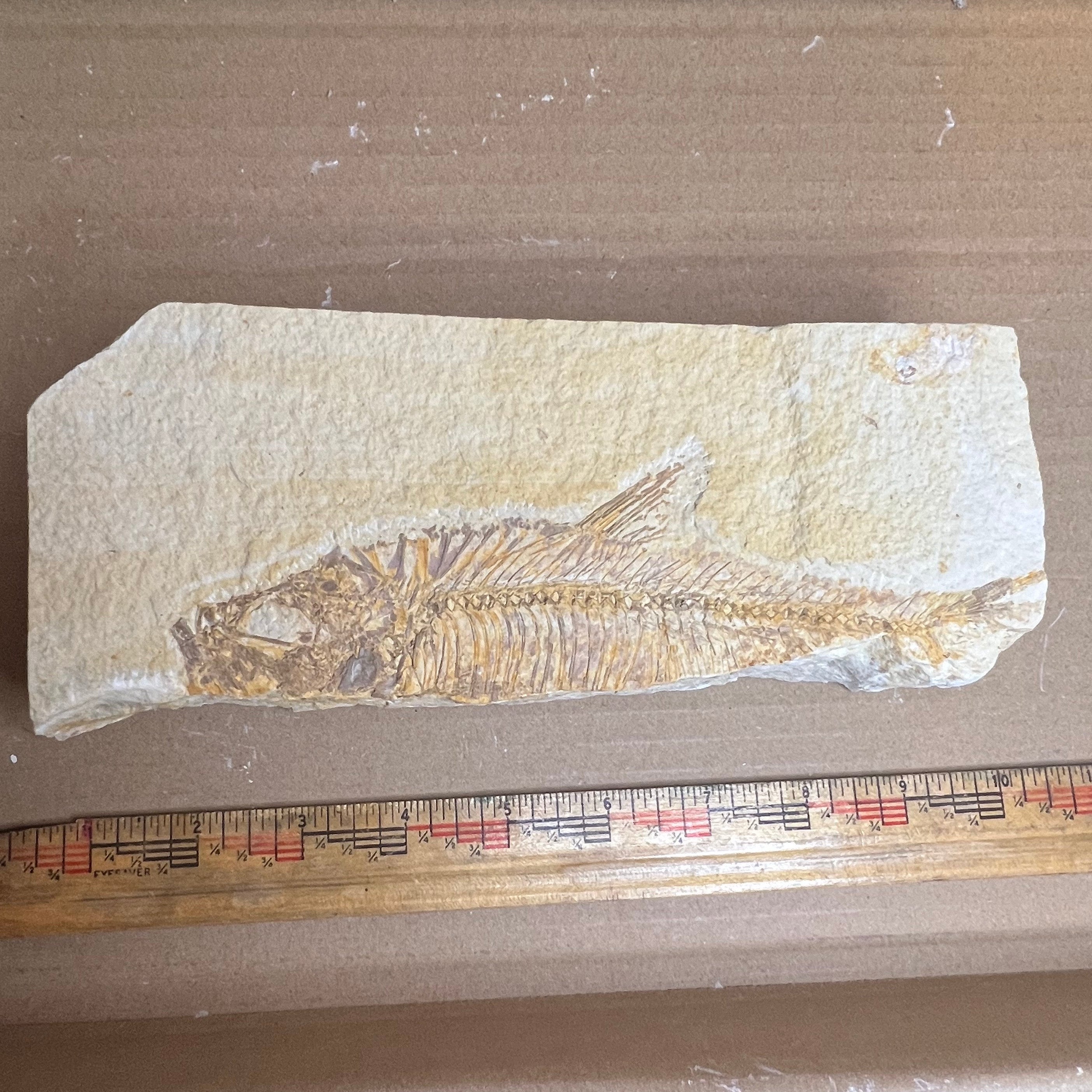 Diplomystus denatus - fish fossil #010-015