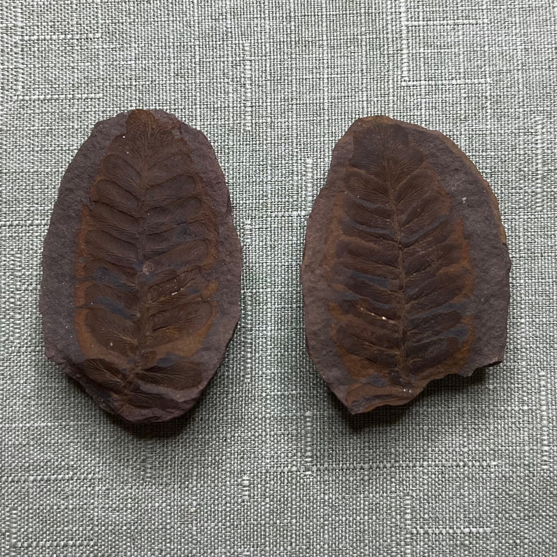Mazon Creek Fern Fossil #009-071