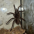 Theraphosa stirmi (Burgundy Goliath Birdeater Tarantula)