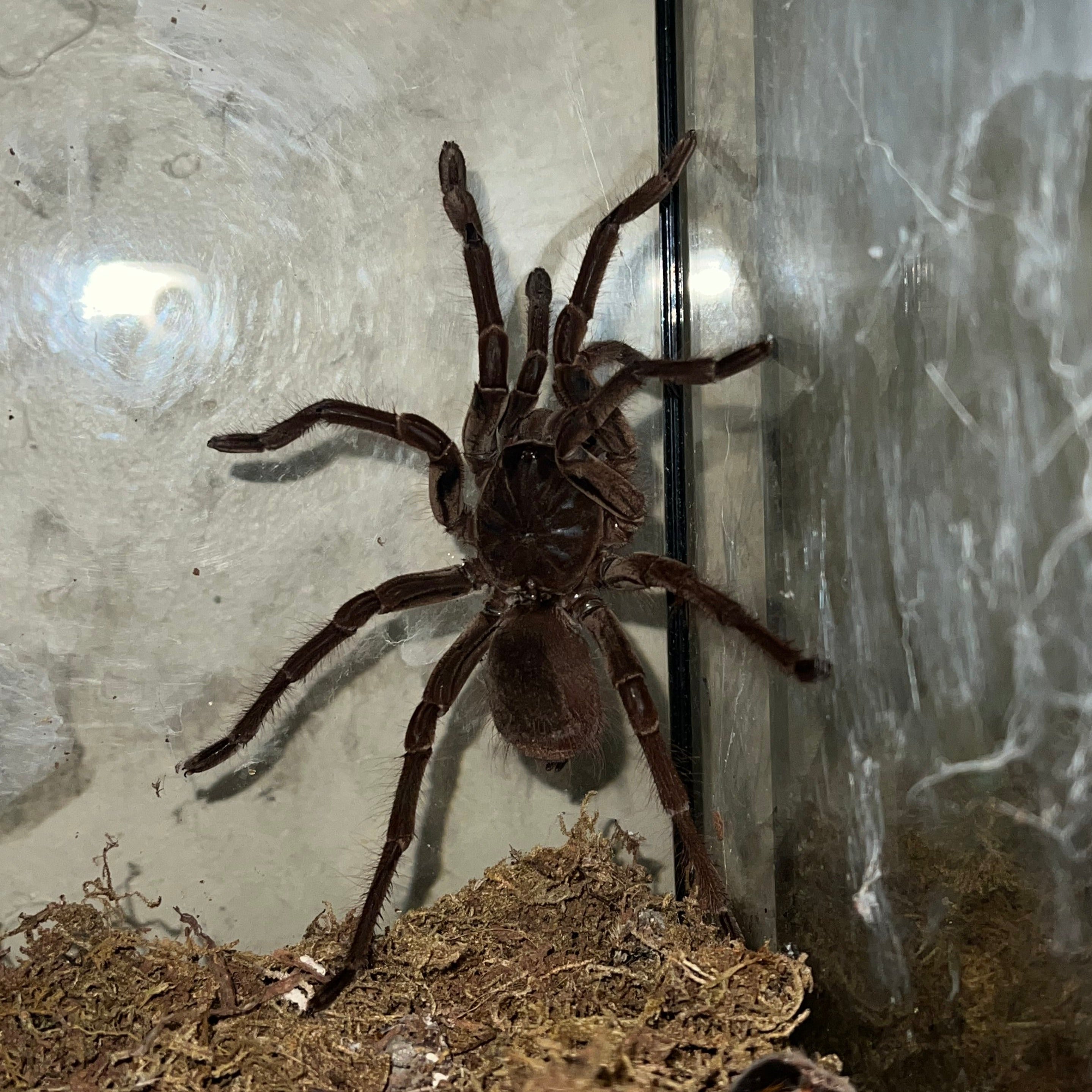 Theraphosa stirmi (Burgundy Goliath Birdeater Tarantula)