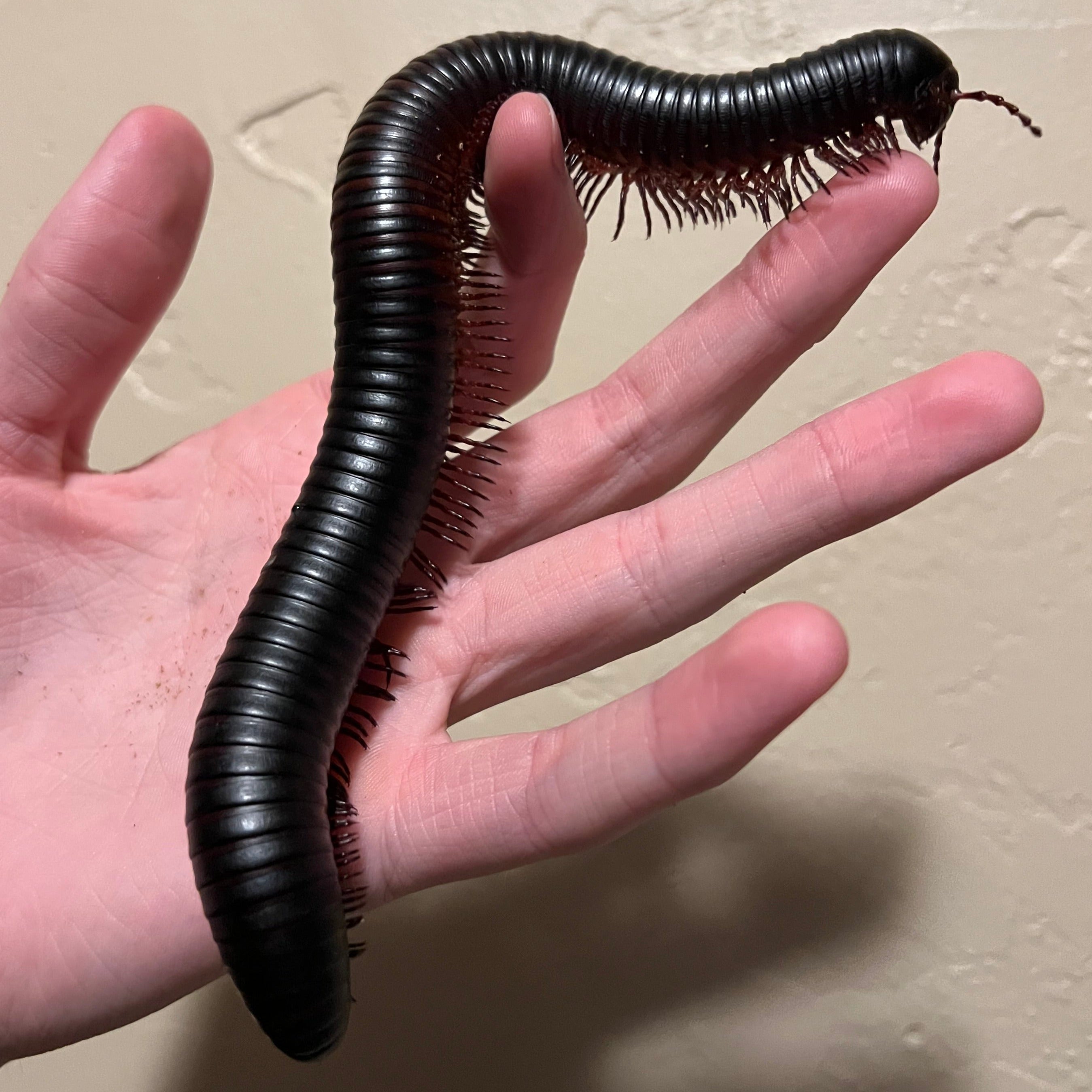 Archispirostreptus gigas (Giant African Millipede)