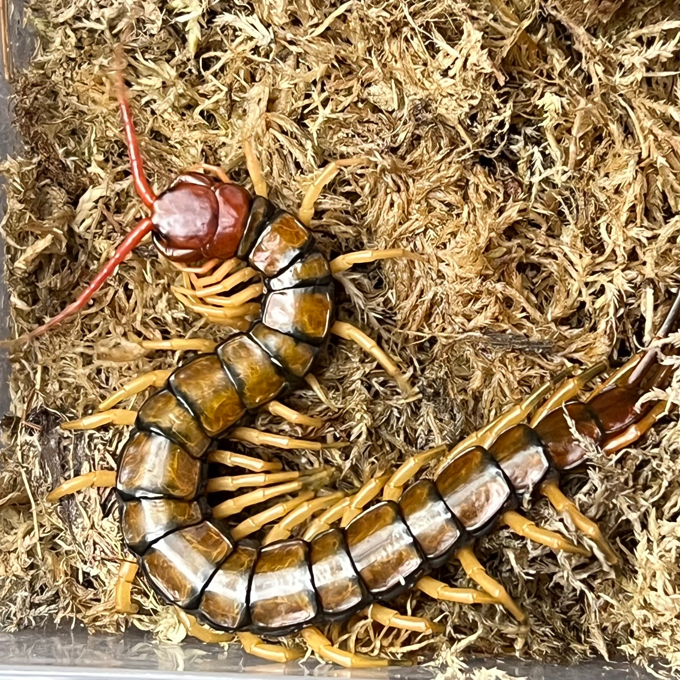 Scolopendra sp. Guizhou (Guizhou Tiger Centipede)