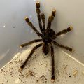 Avicularia avicularia (Pink Toe Tarantula)