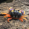 Gecarcinus quadratus (Halloween Crab)
