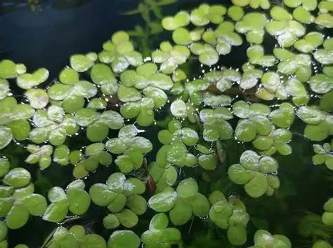Giant Duck Weed "Spirodela Polyrhiza"